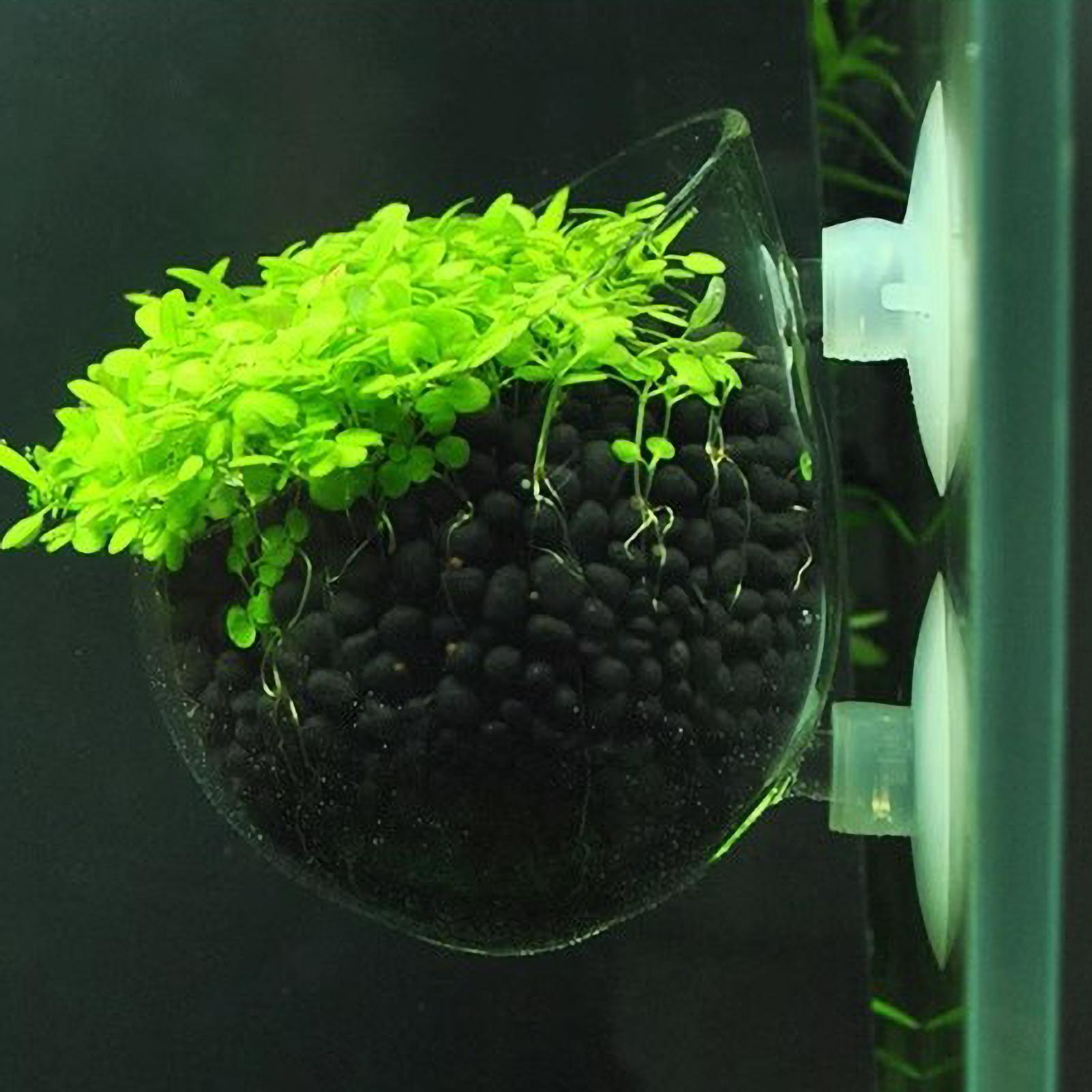 Aquarium Plant Vine - Aquarium-Pflanzenhalter Glas-Wasserpflanzentopf mit Saugnäpfen Lebende Pflanzen