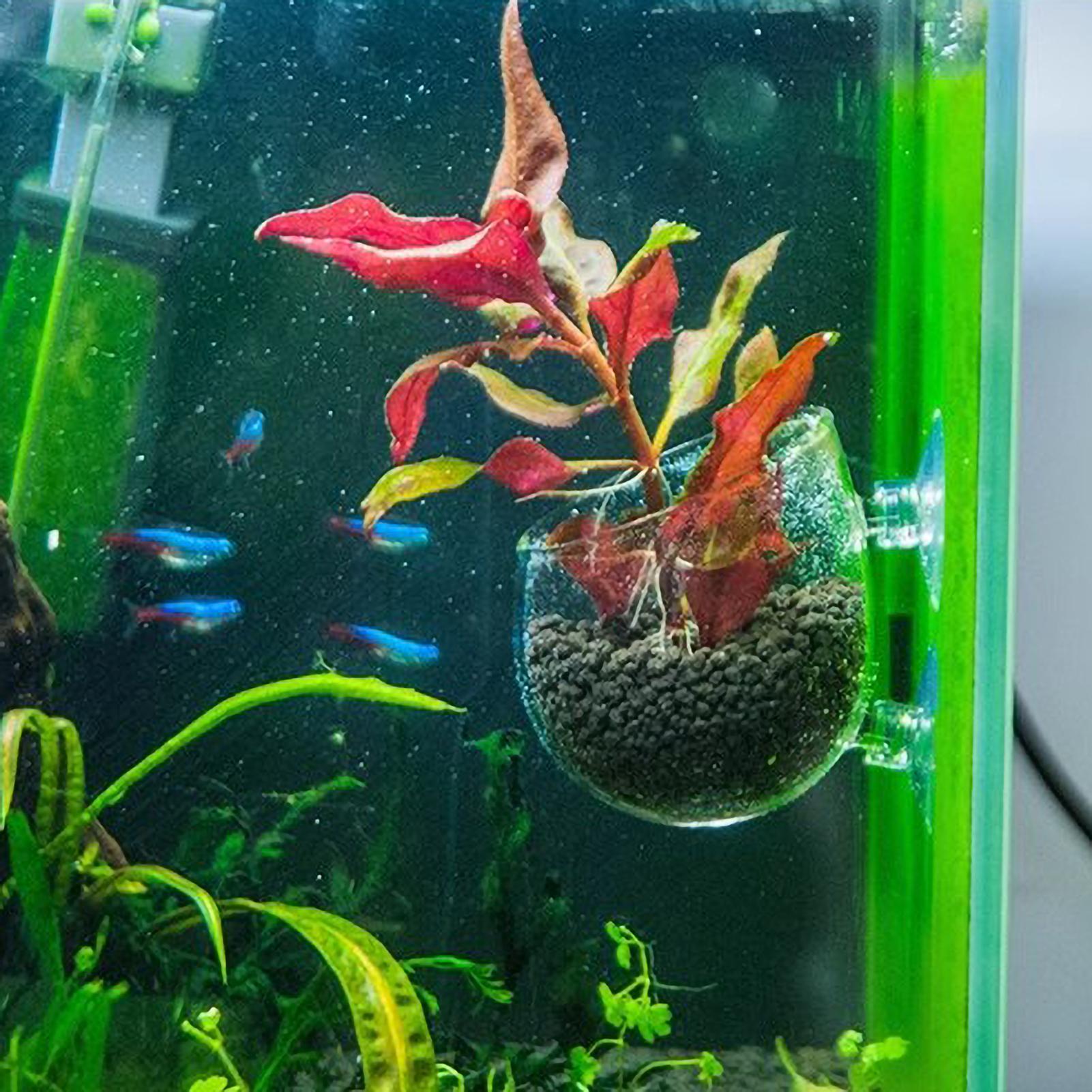 Aquarium-Pflanzenhalter Glas-W – Aquarium Plant Vine Bewertung und Preis