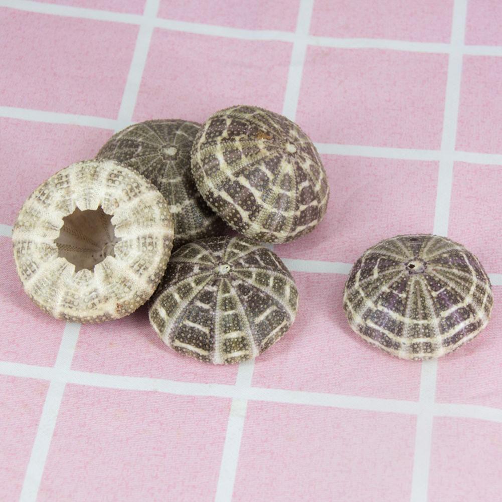 5 cm-6 cm Muschel Muschel Orna – Planted Aquarium Air Stone Bewertung und Preis