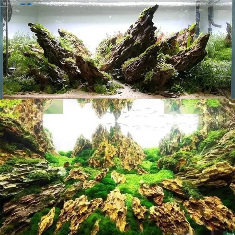 250 g 500 g 1000 g natürlicher – Aquarium Planted Seeds Bewertung und Preis