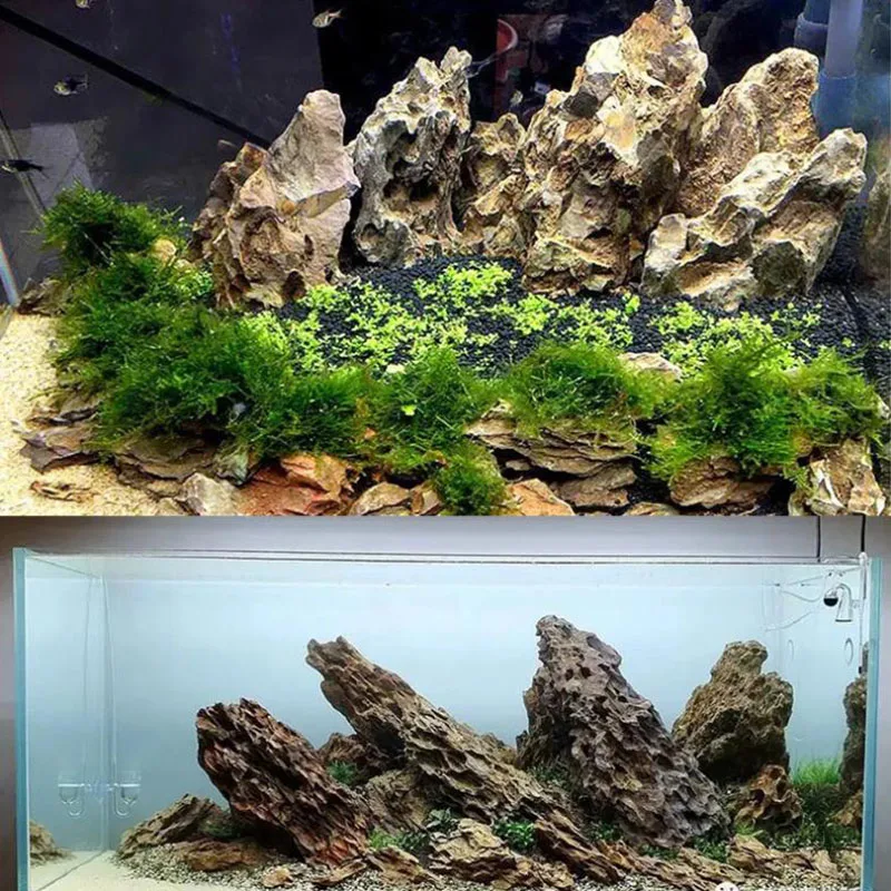 250 g 500 g 1000 g natürlicher – Aquarium Planted Seeds Bewertung und Preis