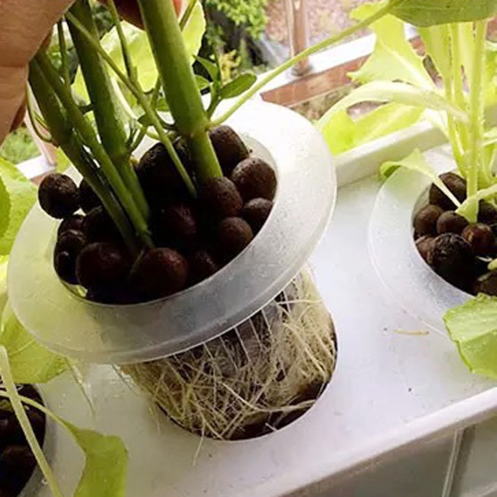 10/50 stücke Garten Liefert Aq – Aquarium Planted Seeds Bewertung und Preis