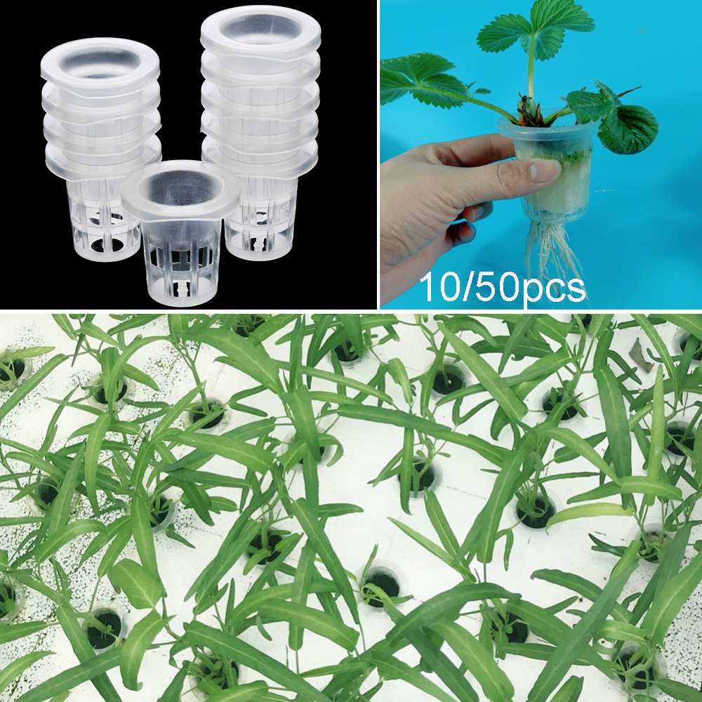 10/50 stücke Garten Liefert Aq – Aquarium Planted Seeds Bewertung und Preis