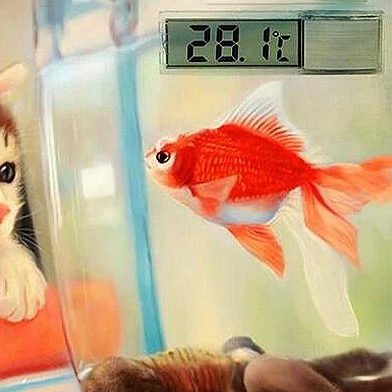 Wasserdichtes Aquarium-Thermom – Aquarium Planted Seeds Bewertung und Preis