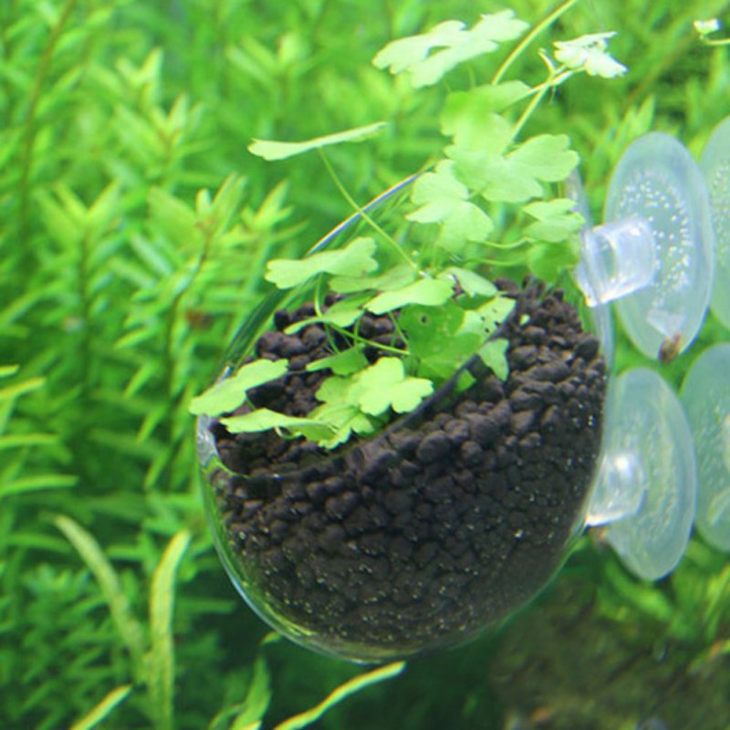 Aquarium hängen Blumentopf Gla – Aquarium Planted Seeds Bewertung und Preis
