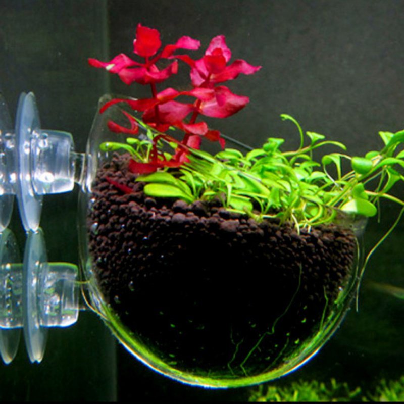 Aquarium hängen Blumentopf Gla – Aquarium Planted Seeds Bewertung und Preis