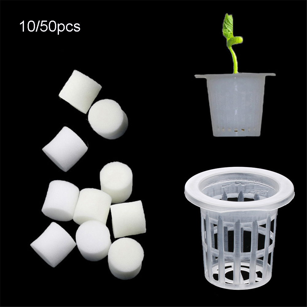 10/50 stücke Langlebige Pflanz – Aquarium Planted Seeds Bewertung und Preis