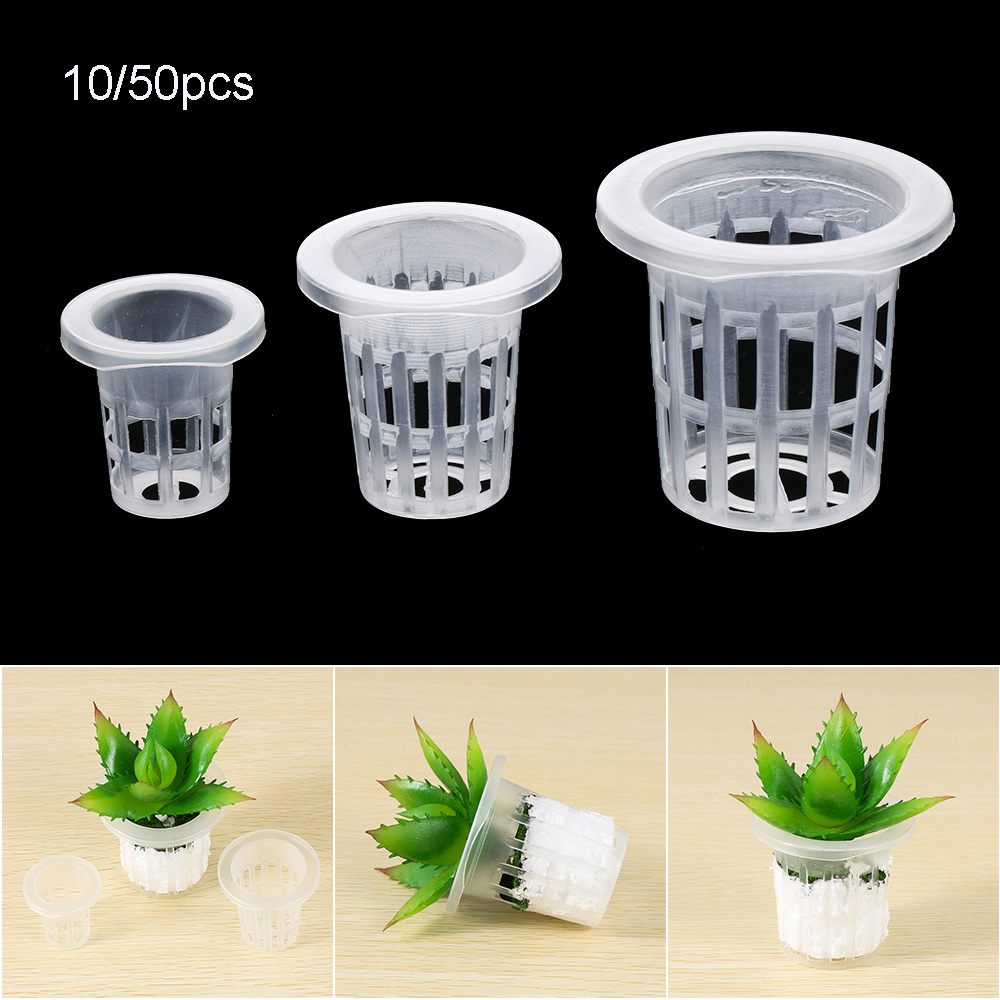 10/50 stücke Langlebige Pflanz – Aquarium Planted Seeds Bewertung und Preis