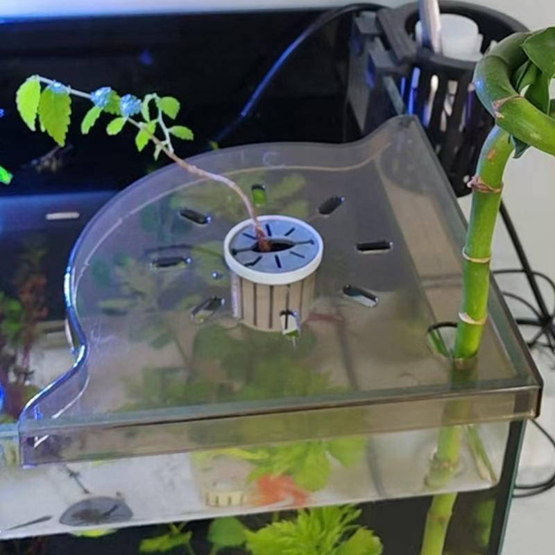 Aquarium Eckregal Korallen Fra – Aquarium Planted Seeds Bewertung und Preis
